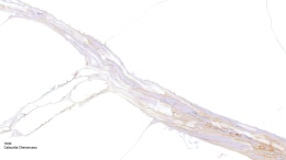 Avant Quartz Calacatta Chenonceau to biały konglomerat kwarcowy z wielobarwnym, holograficznym użyleniem