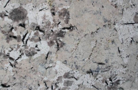 Detal granitu Andorra – nieregularne kryształy w odcieniach szarości i beżu z czarnymi żyłkami.