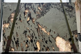 Płyta Patagonia Absolut w świetle dziennym, z wyrazistymi białymi i ciemnymi inkluzjami mineralnymi.