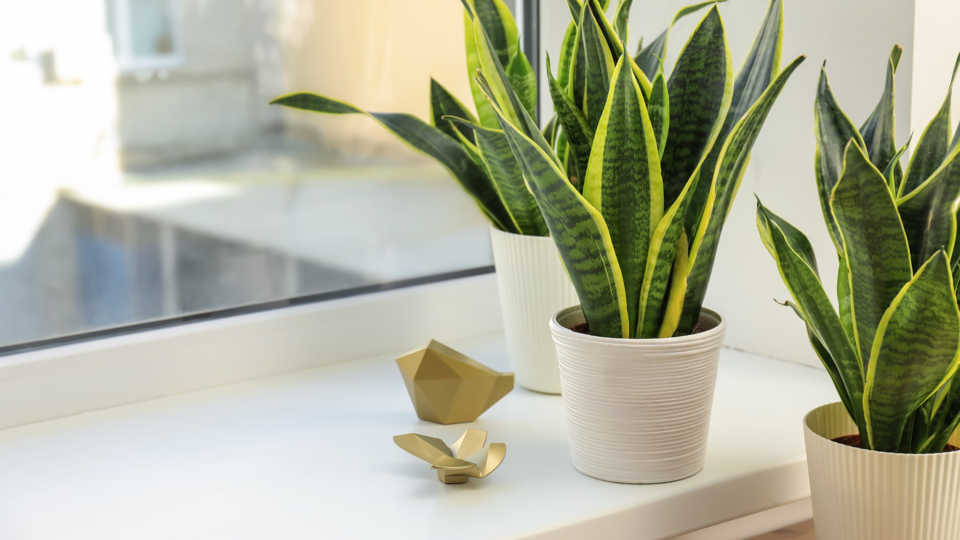 Białe parapety z konglomeratu z roślinami doniczkowymi (sansewieria) i dekoracyjnymi złotymi ozdobami – nowoczesne wnętrze z naturalnymi akcentami.