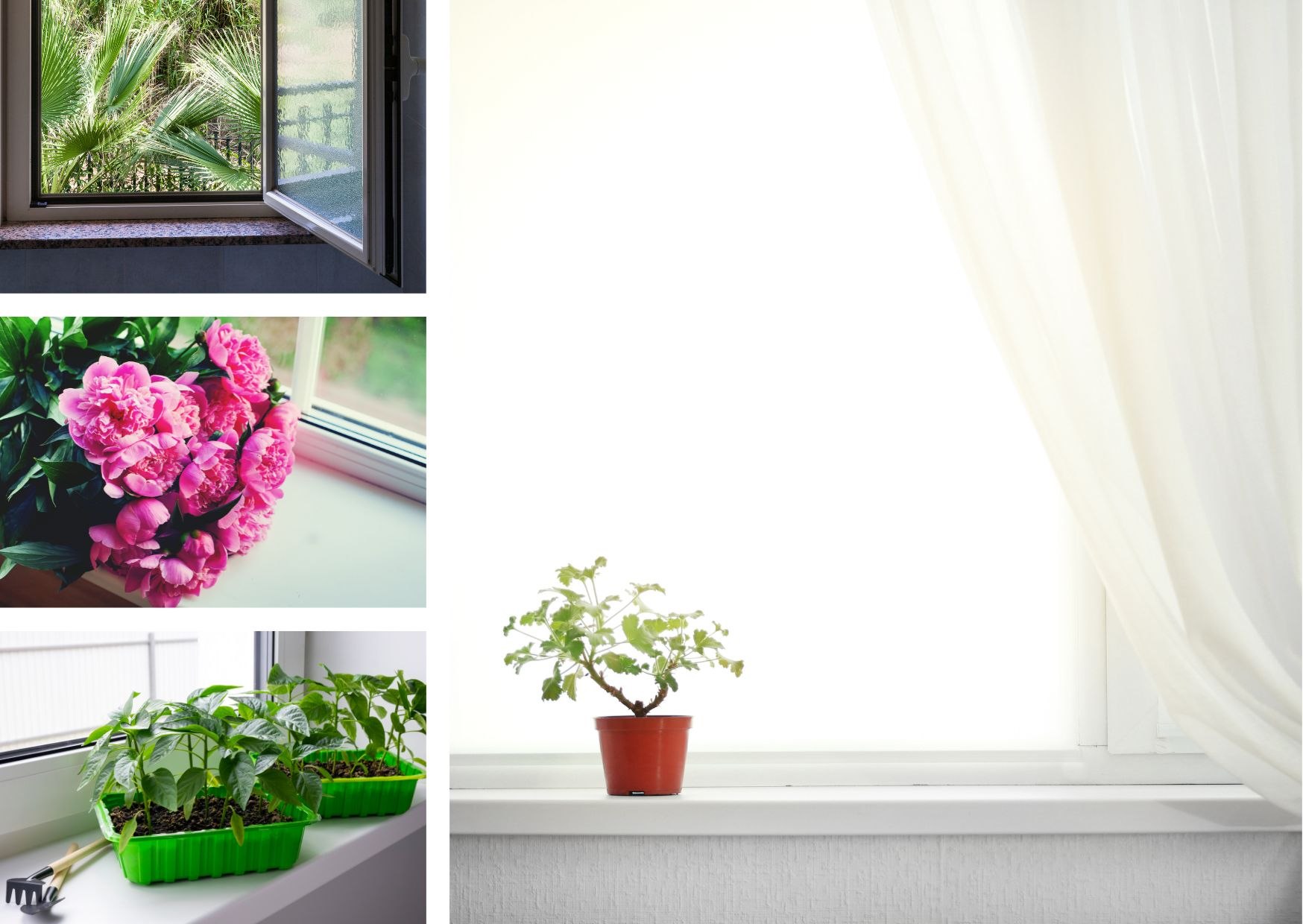 To zestawienie prezentuje przede wszystkim parapety ozdobione roślinami. W górnym kadrze uchylone okno otwiera widok na ogród z palmami, a szeroki parapet pozostaje pusty i minimalistyczny. W kolejnym ujęciu na białym parapecie spoczywa bukiet różowych piwonii, które dodają wnętrzu świeżości. Inna scena pokazuje doniczki z młodymi sadzonkami ustawione równo w rzędzie, co wskazuje na praktyczne wykorzystanie przestrzeni przy oknie. Ostatnie zdjęcie przedstawia pojedynczą, zieloną roślinę w małej doniczce ustawioną na parapecie, za którą powiewa jasna zasłona